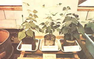 Hydroponic Gardening with Organic Fertilizers Image